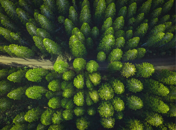 foret vue du dessus